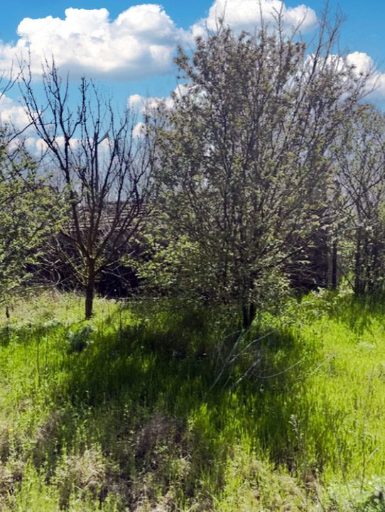 Старый дом площадью 80 кв.м., участок земли площадью 1200 кв.м., 2 км до моря. — фото 2