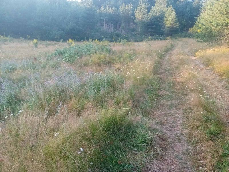 Ровный участок площадью 2711 м² рядом с сосновым лесом в Риле, между Боровцем и Малёвицей. — фото 2