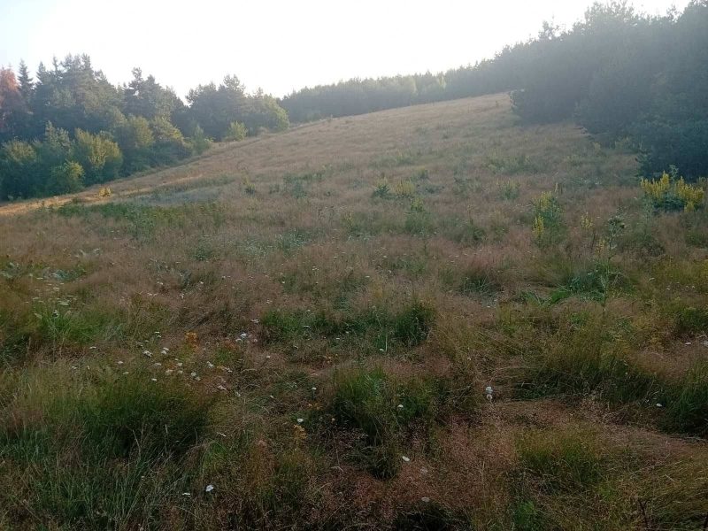 Ровный участок площадью 2711 м² рядом с сосновым лесом в Риле, между Боровцем и Малёвицей. — фото 3